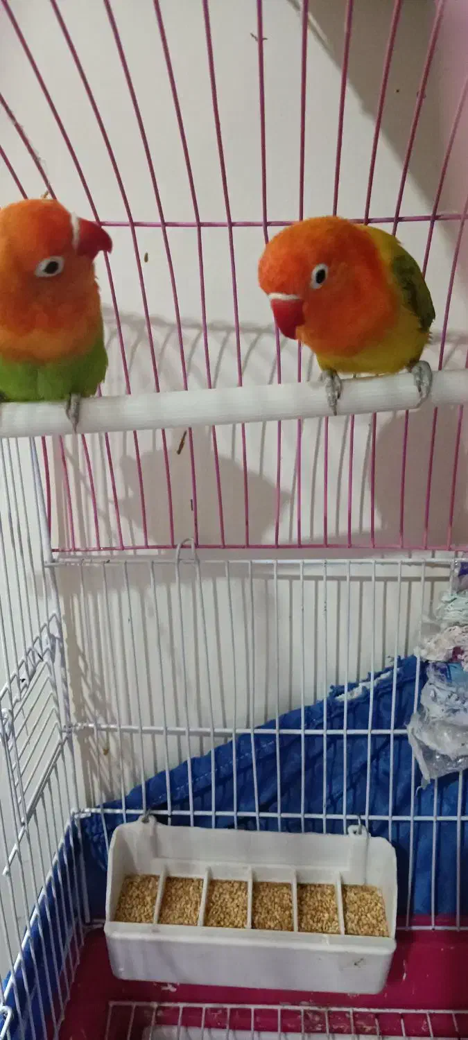 طوطی برزیلی|پرنده|ری, دولتآباد|دیوار