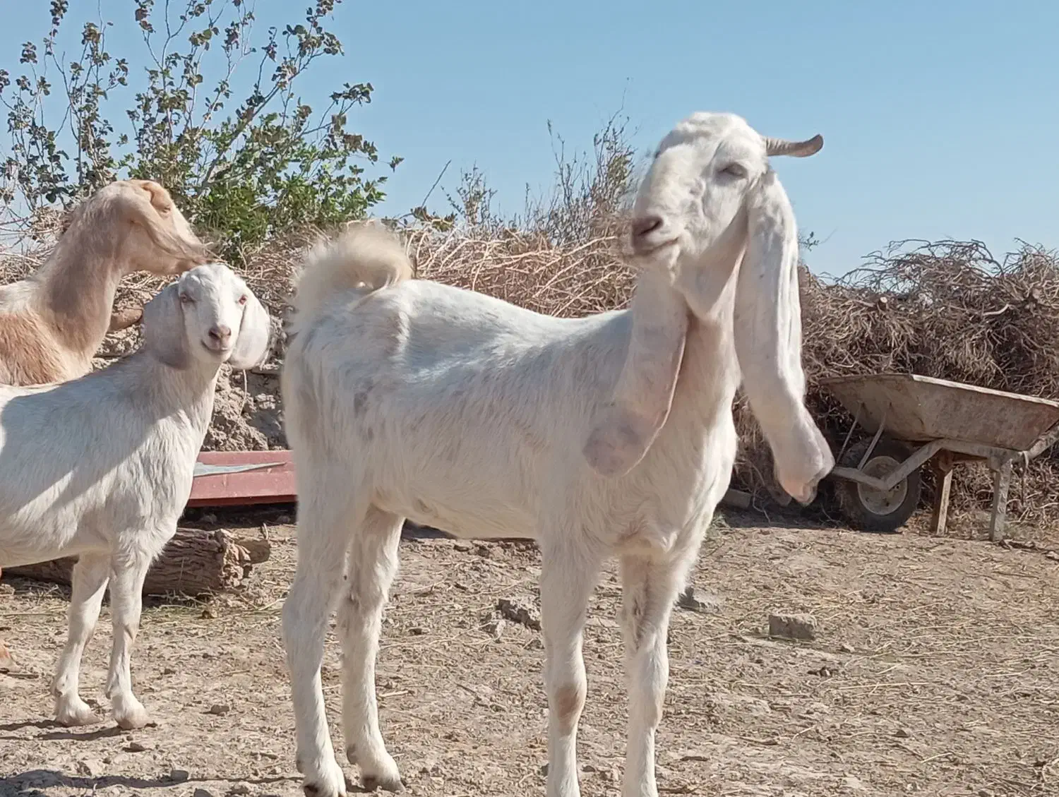 گوسفند|حیوانات مزرعه|زابل, |دیوار