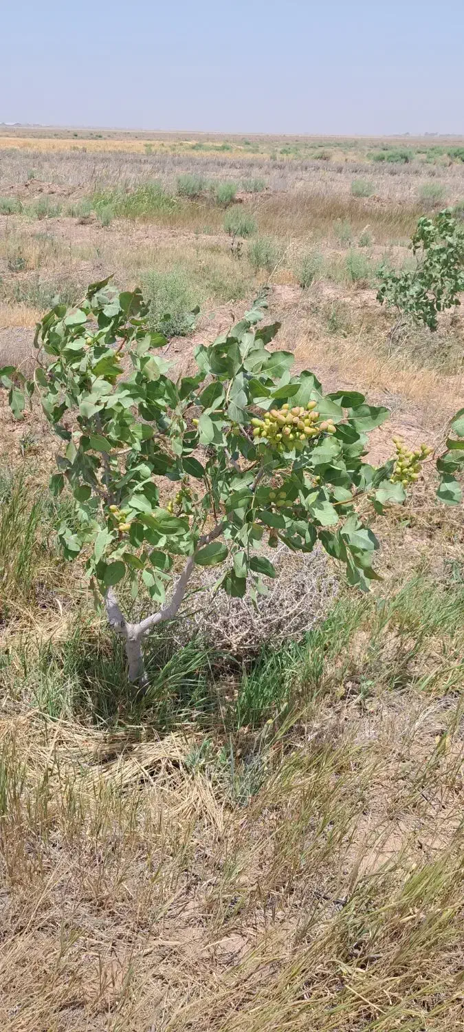 ۷ هکتارباغ و زمین زراعی|فروش دفتر صنعتی، کشاورزی، تجاری|بشاریات, |دیوار