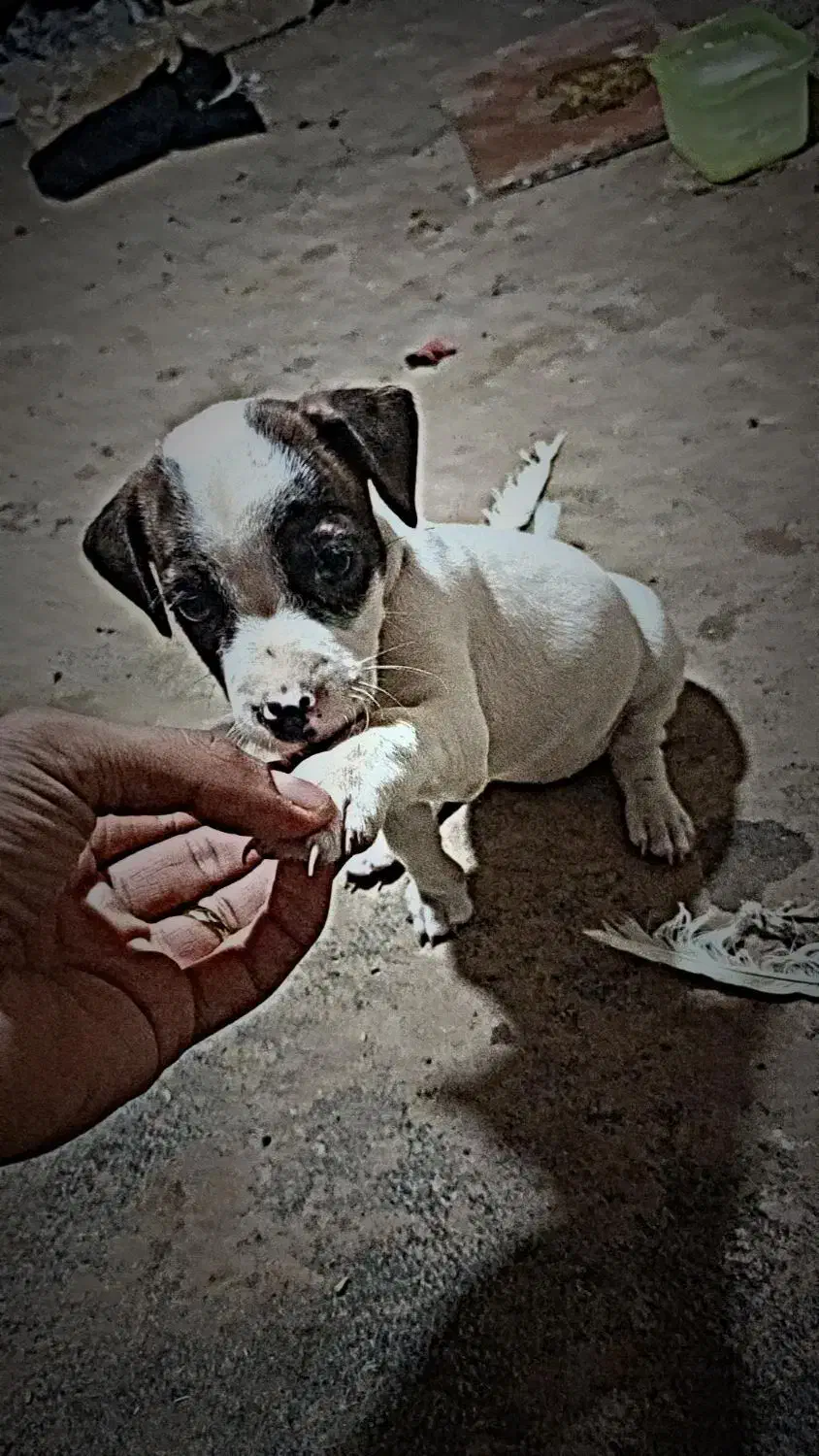 سگ فروشی|سگ|فریمان, |دیوار