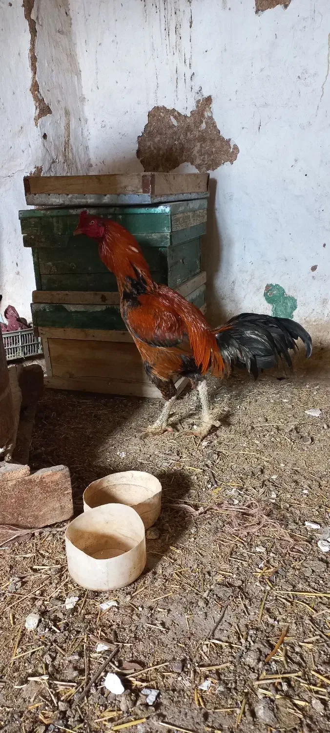 خروس لاری|حیوانات مزرعه|امام, |دیوار