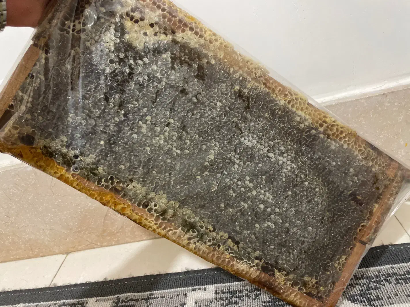 عسل درمانی|خوردنی و آشامیدنی|پارسآباد, |دیوار