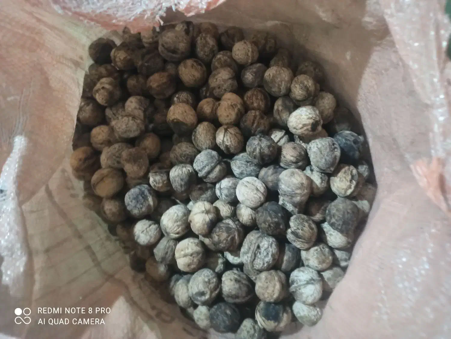 گردو خشک امسال|عمده‌فروشی|بردسکن, |دیوار