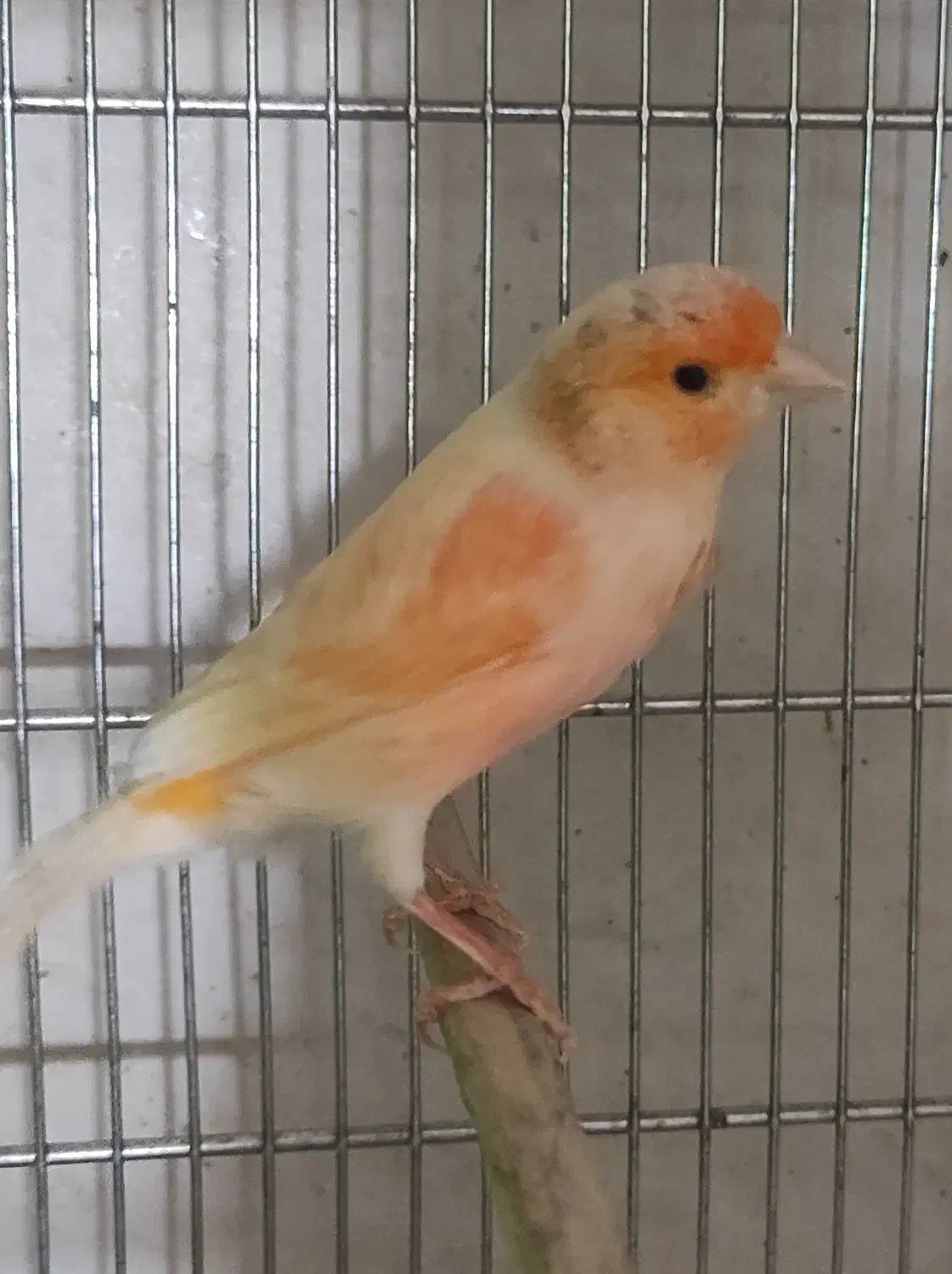 انواع قناری|پرنده|مرودشت, ابوذر شمالی|دیوار