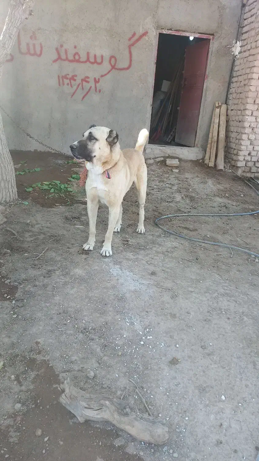 گمشده|حیوانات|اسفرورین, |دیوار