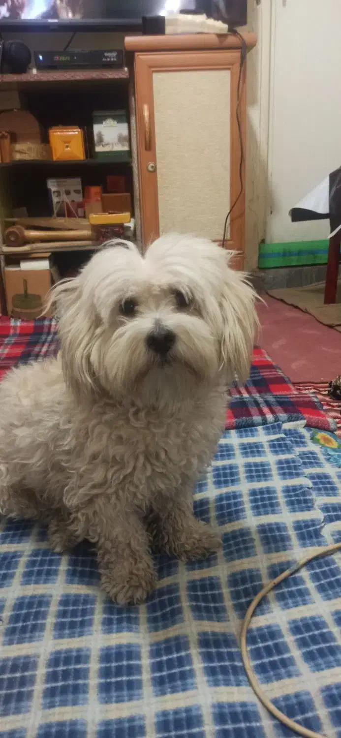 سگ خانگی|سگ|تهران, شهید رجایی|دیوار