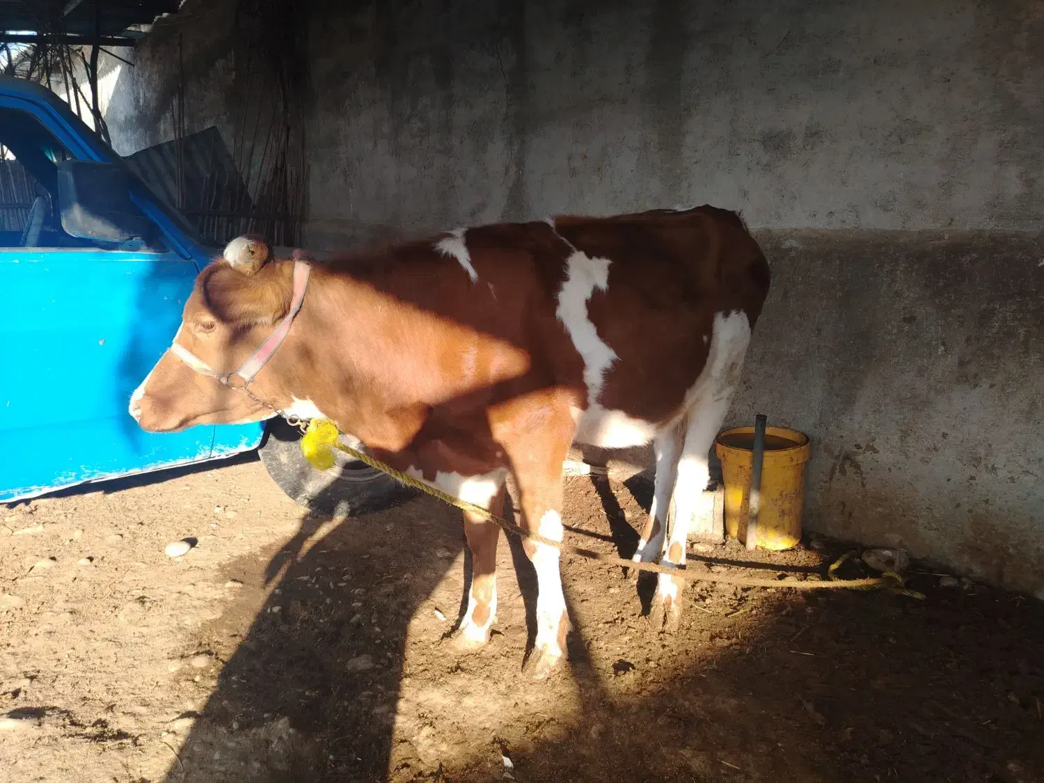 گوساله|حیوانات مزرعه|آبپخش, |دیوار