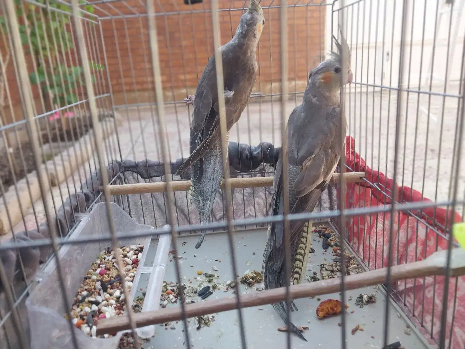 عروس هلندی|پرنده|اهواز, منبع اب|دیوار