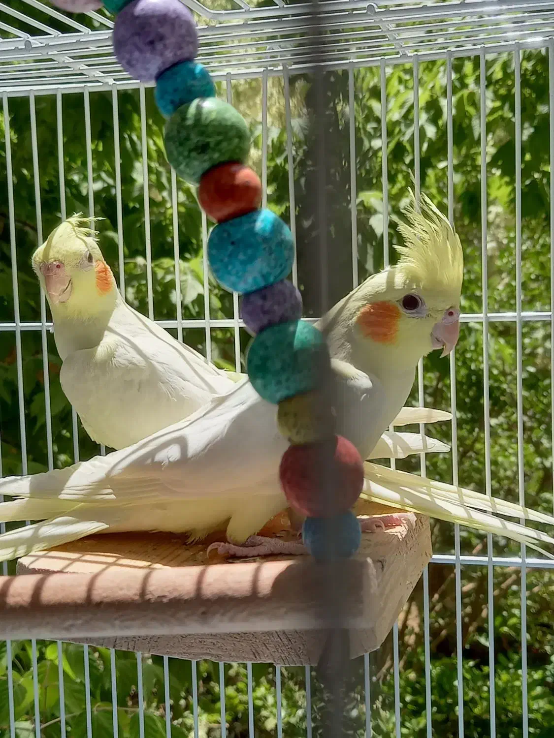 عروس هلندی گم شده، میدان احمدآباد|حیوانات|اصفهان, سروستان|دیوار