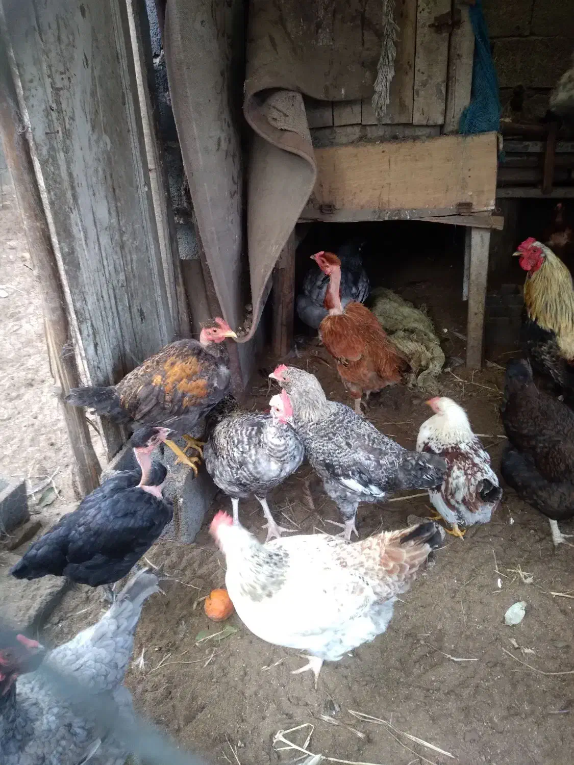 مرغ و خروس محلی|حیوانات مزرعه|چاف و چمخاله, |دیوار