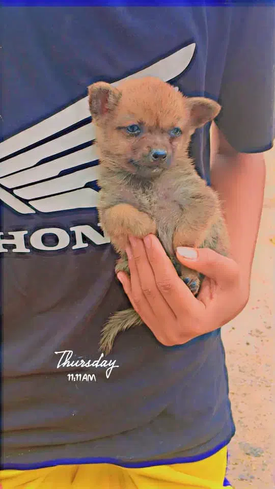 توله|سگ|بندرعباس, |دیوار