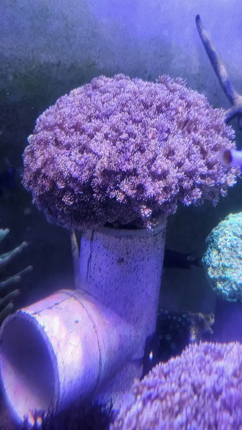 انواع شقایق سنگ و لوپی آبشور abshor|خزنده|تهران, جوادیه تهرانپارس|دیوار