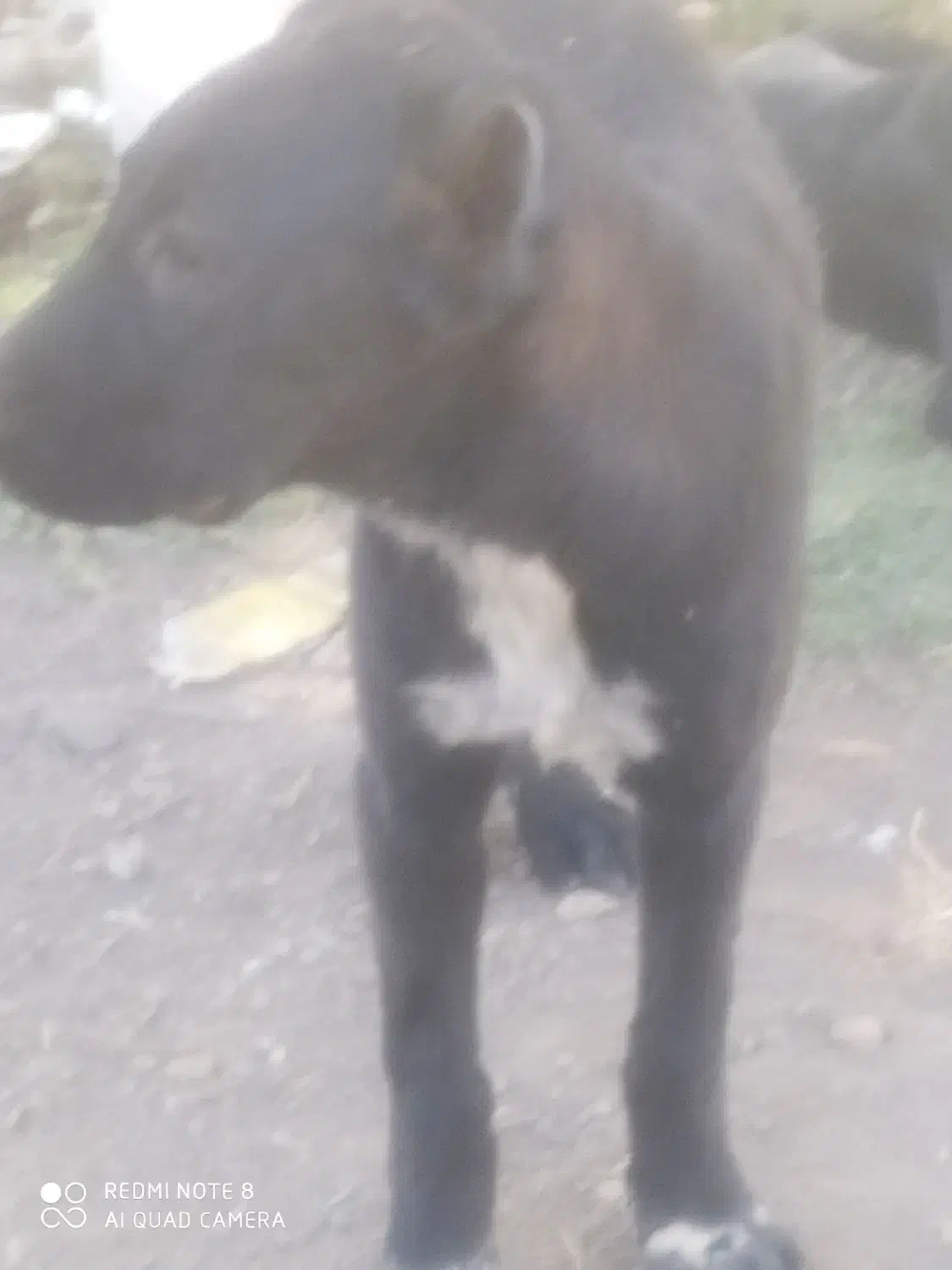 سگ گمشده|سگ|کهک, |دیوار