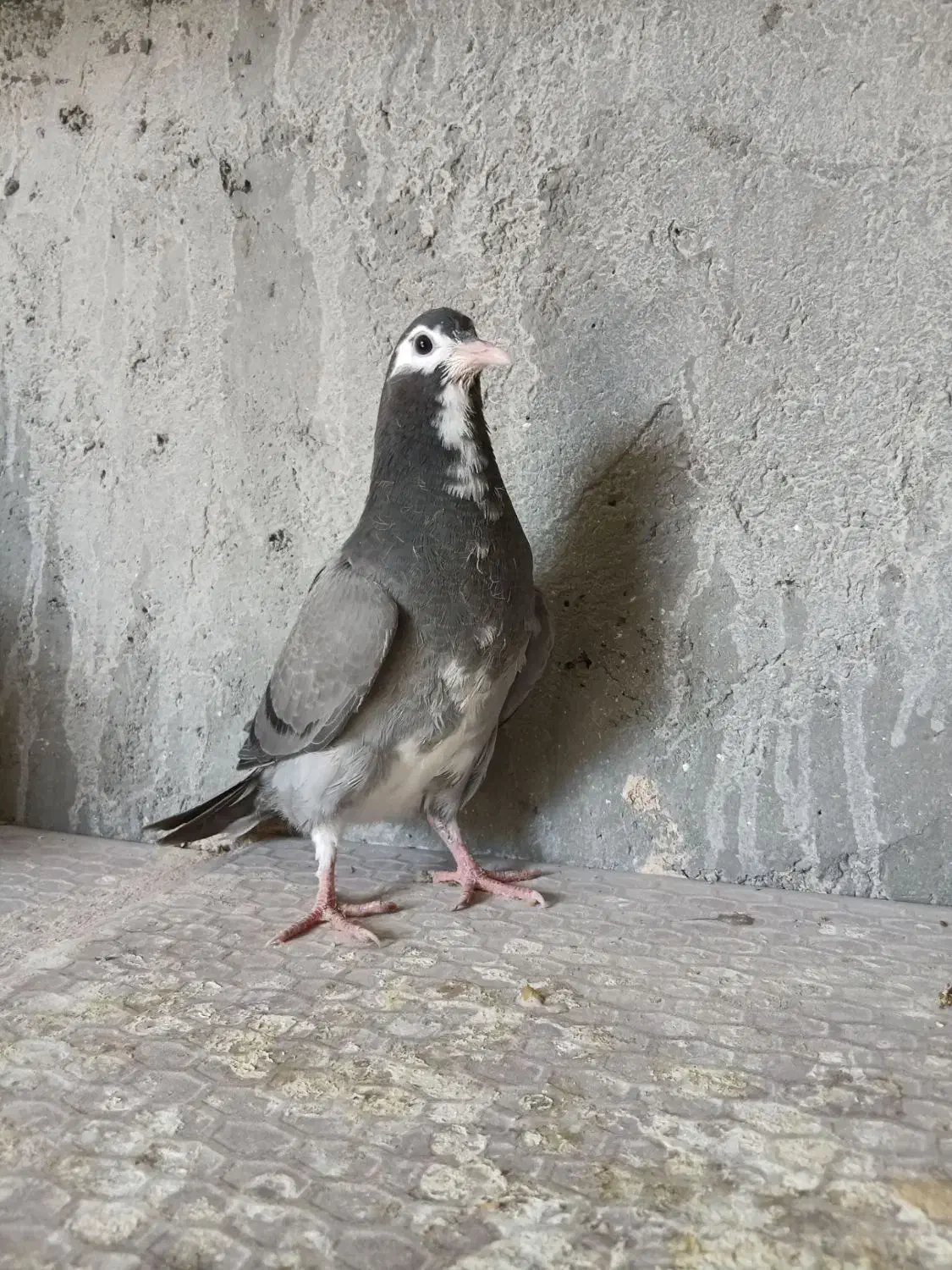 دمگیر گم شده|حیوانات|اصفهان, زیار|دیوار