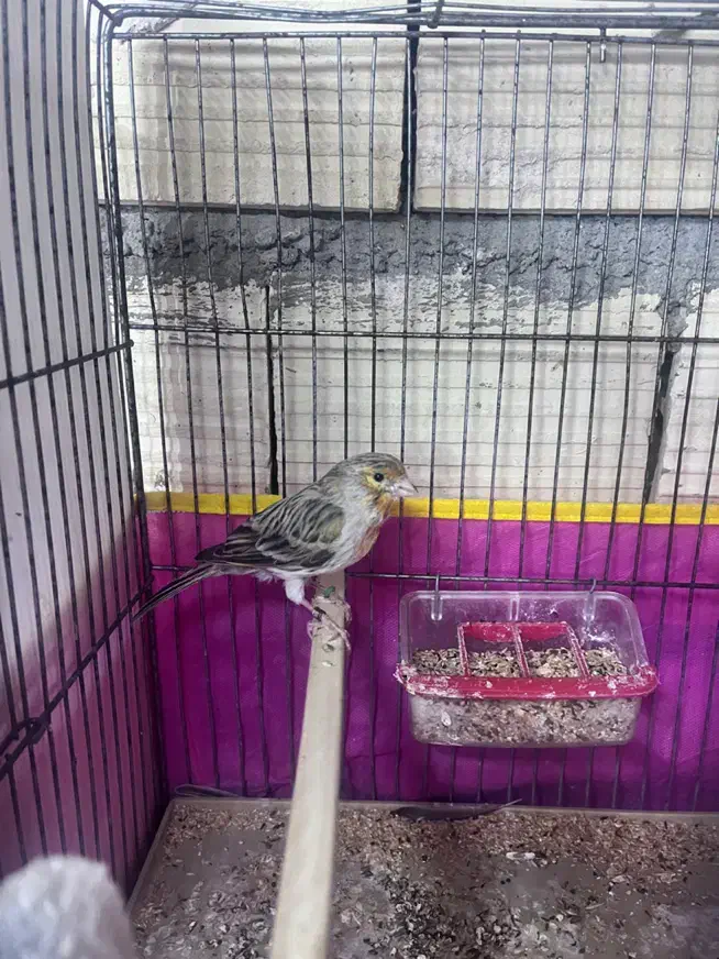 قناری ماده آماده|پرنده|سیرجان, |دیوار