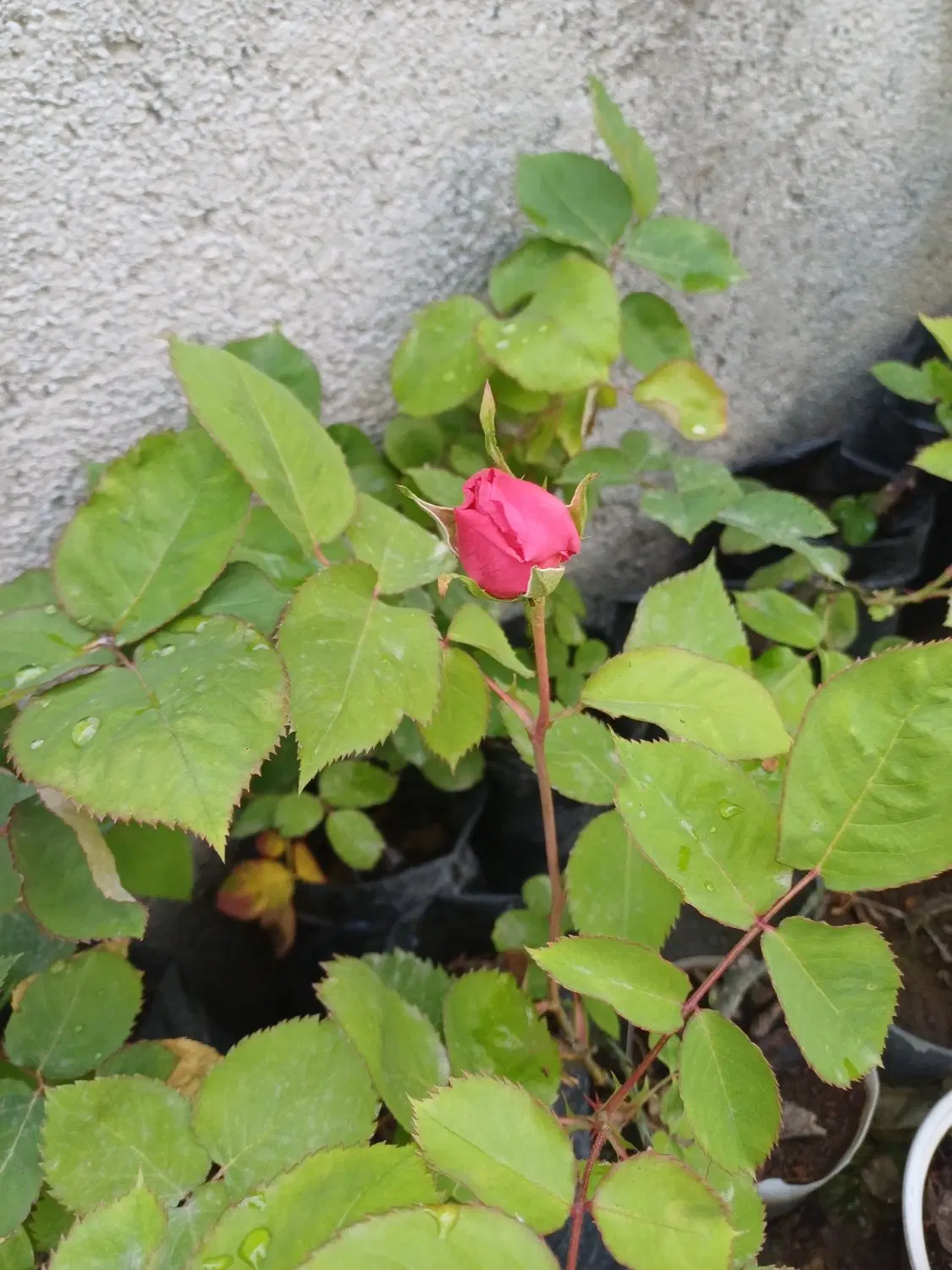 گل رز|گل و گیاه طبیعی|خوی, |دیوار
