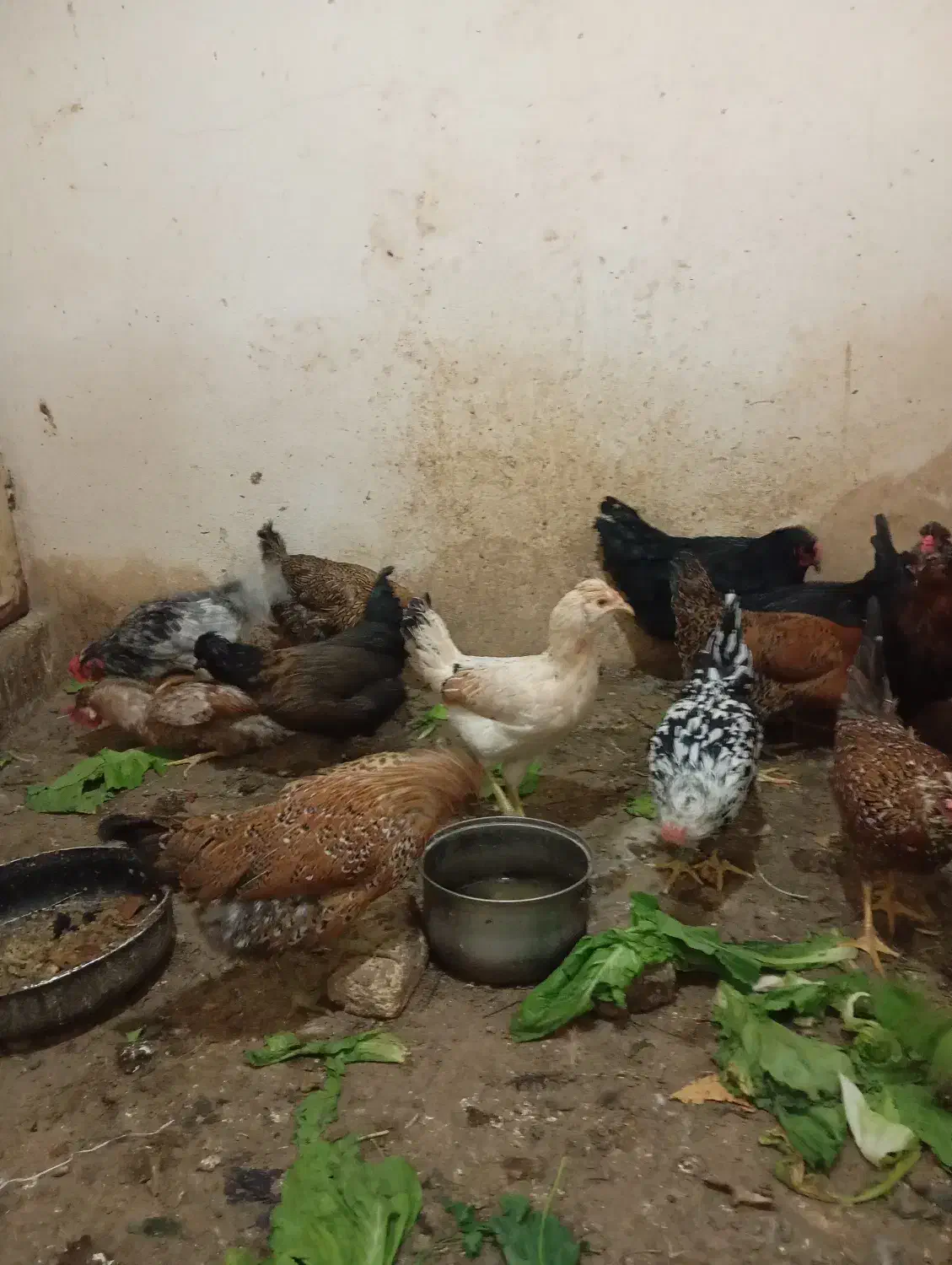 تخم مرغ نطفه دار|حیوانات مزرعه|شیراز, میانرود|دیوار