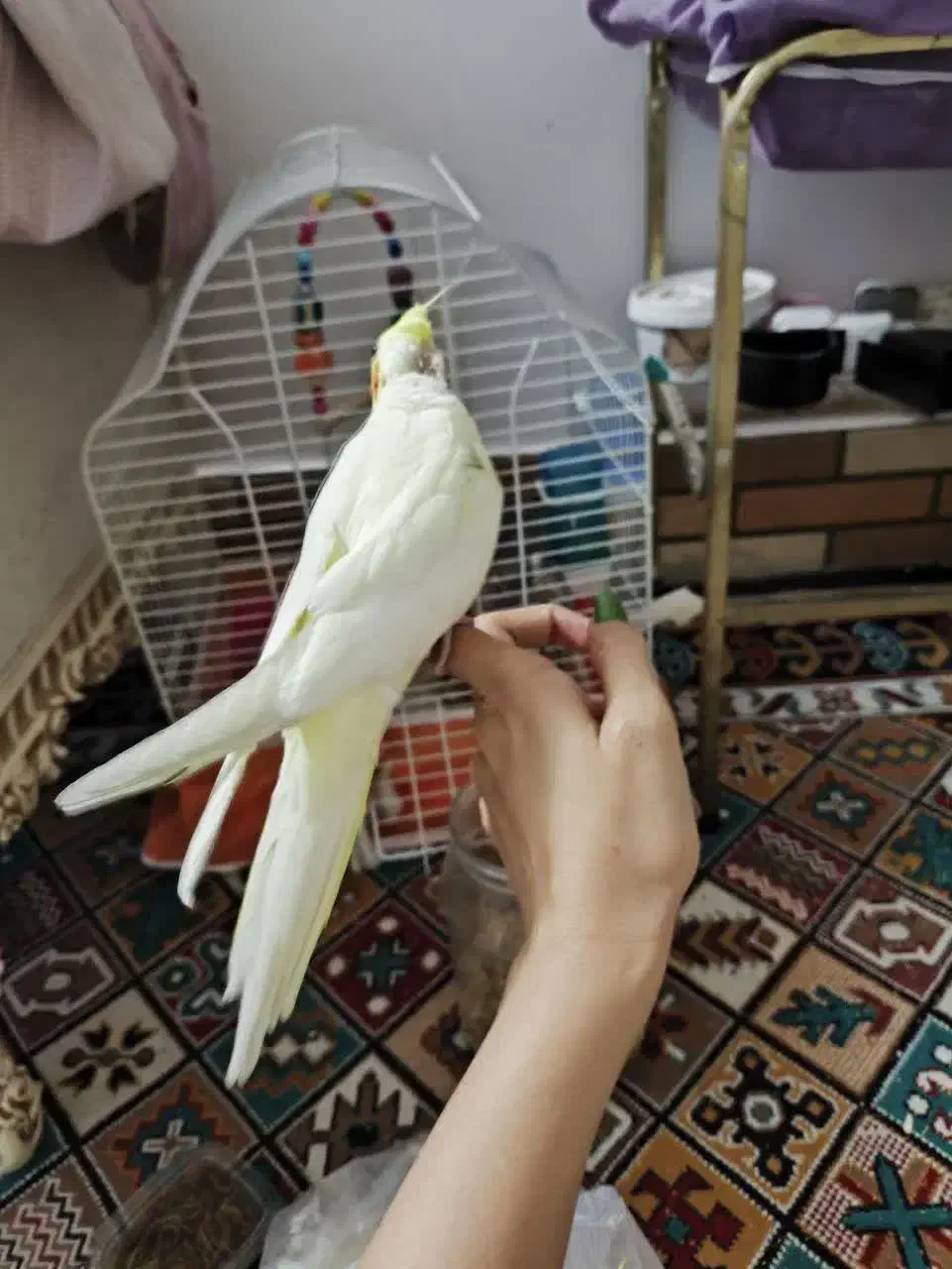 جوجه عروس|پرنده|قنوات, |دیوار