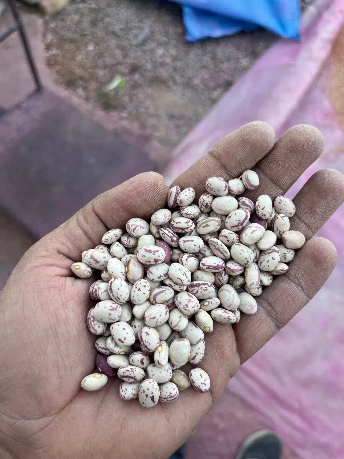 لوبیا چیتی|خوردنی و آشامیدنی|شیراز, جوادیه|دیوار