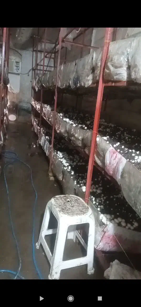 قارچ|فروشگاه و مغازه|آران و بیدگل, |دیوار