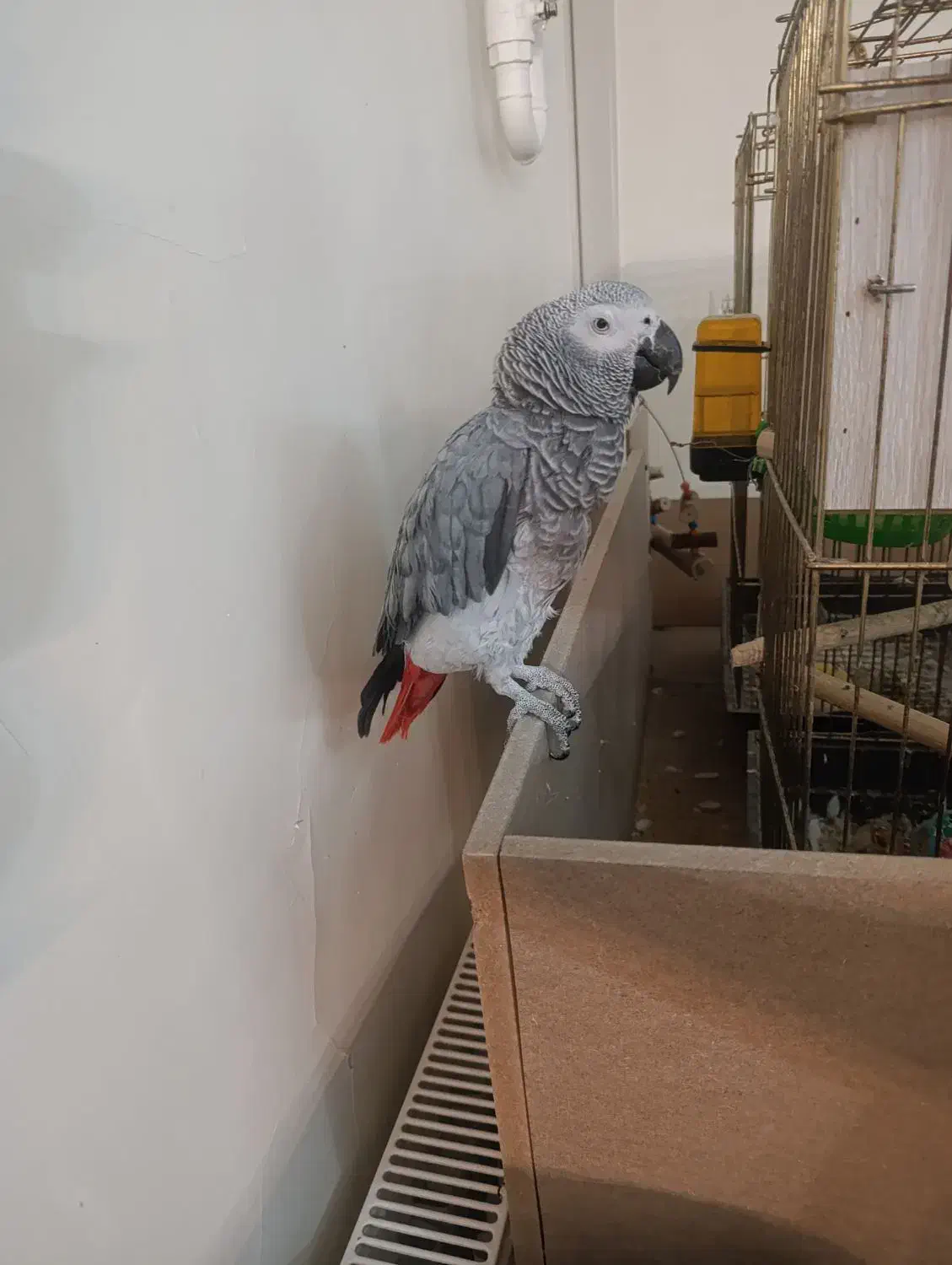 کاسکو اهلی وسخنگو|پرنده|تبریز, |دیوار