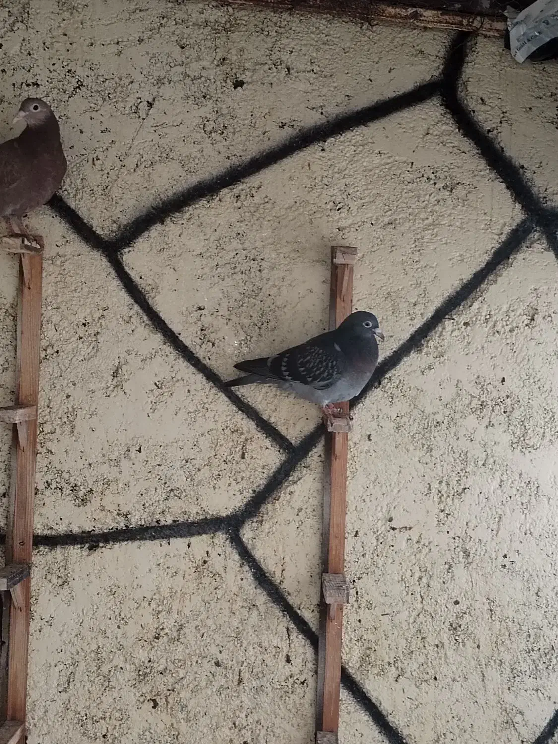 جوجه کبوتر|پرنده|تربت‌حیدریه, بالا ولایت|دیوار