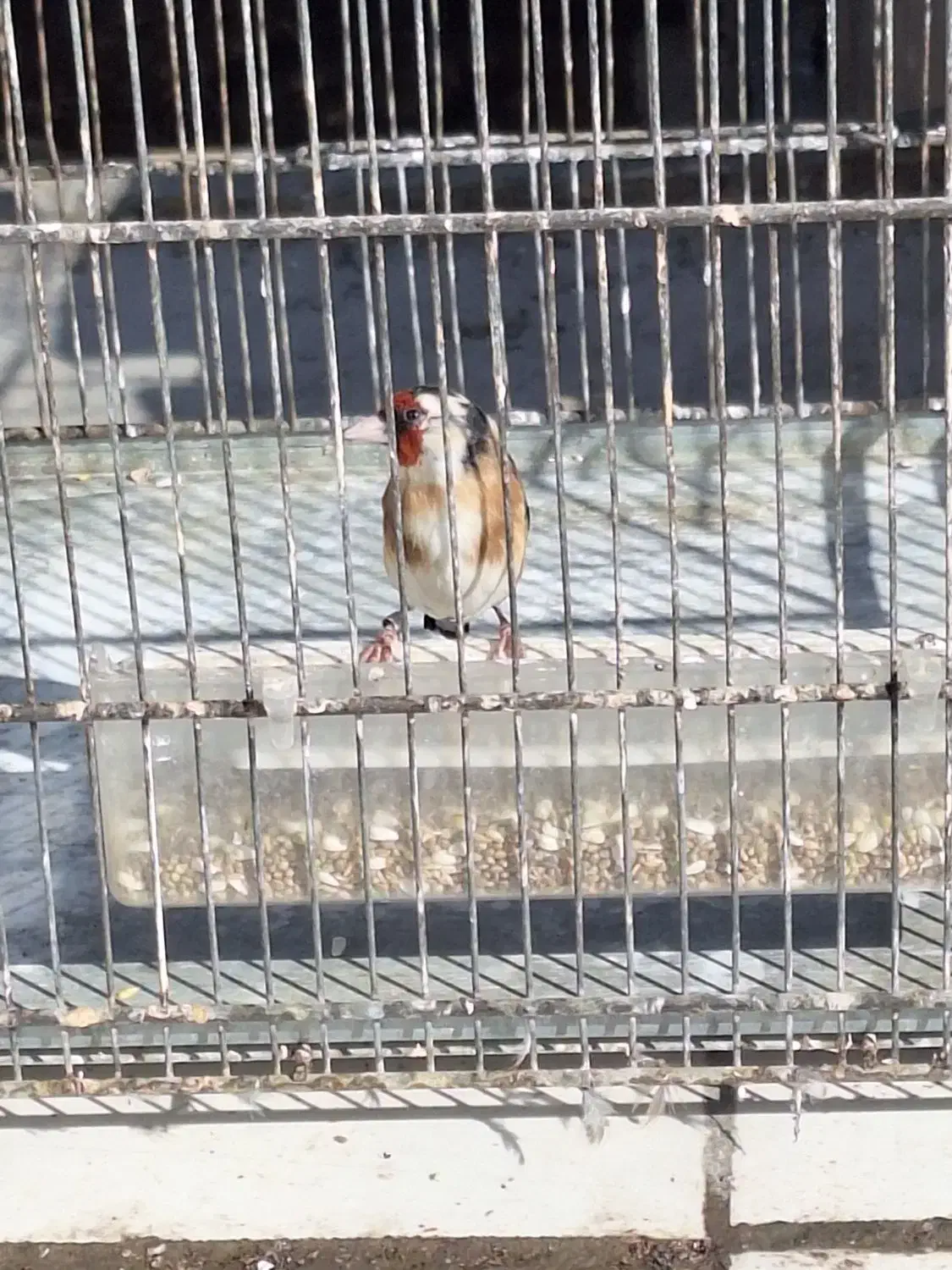 ماده سهره|پرنده|مبارکه, |دیوار