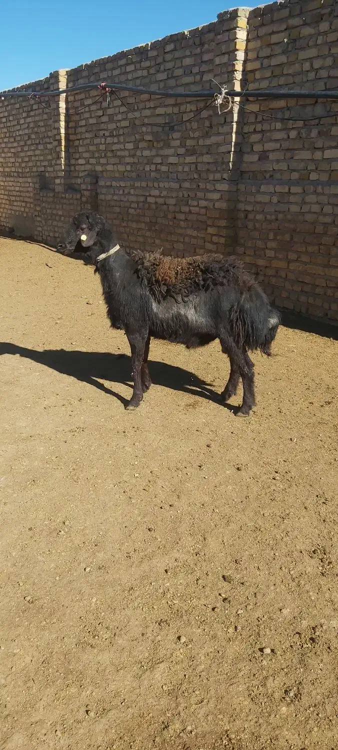 قوچ|حیوانات مزرعه|سلطانیه, |دیوار