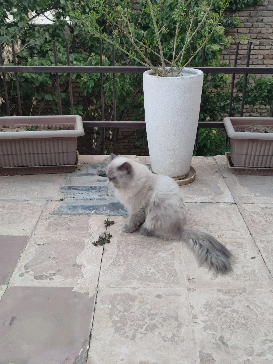 جفت گربه مولد|گربه|کرمانشاه, |دیوار