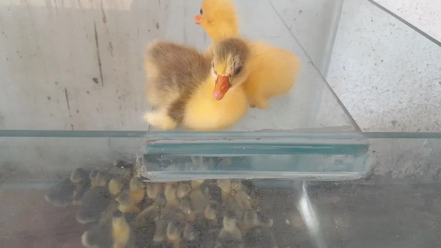 جوجه غاز|حیوانات مزرعه|چمستان, |دیوار