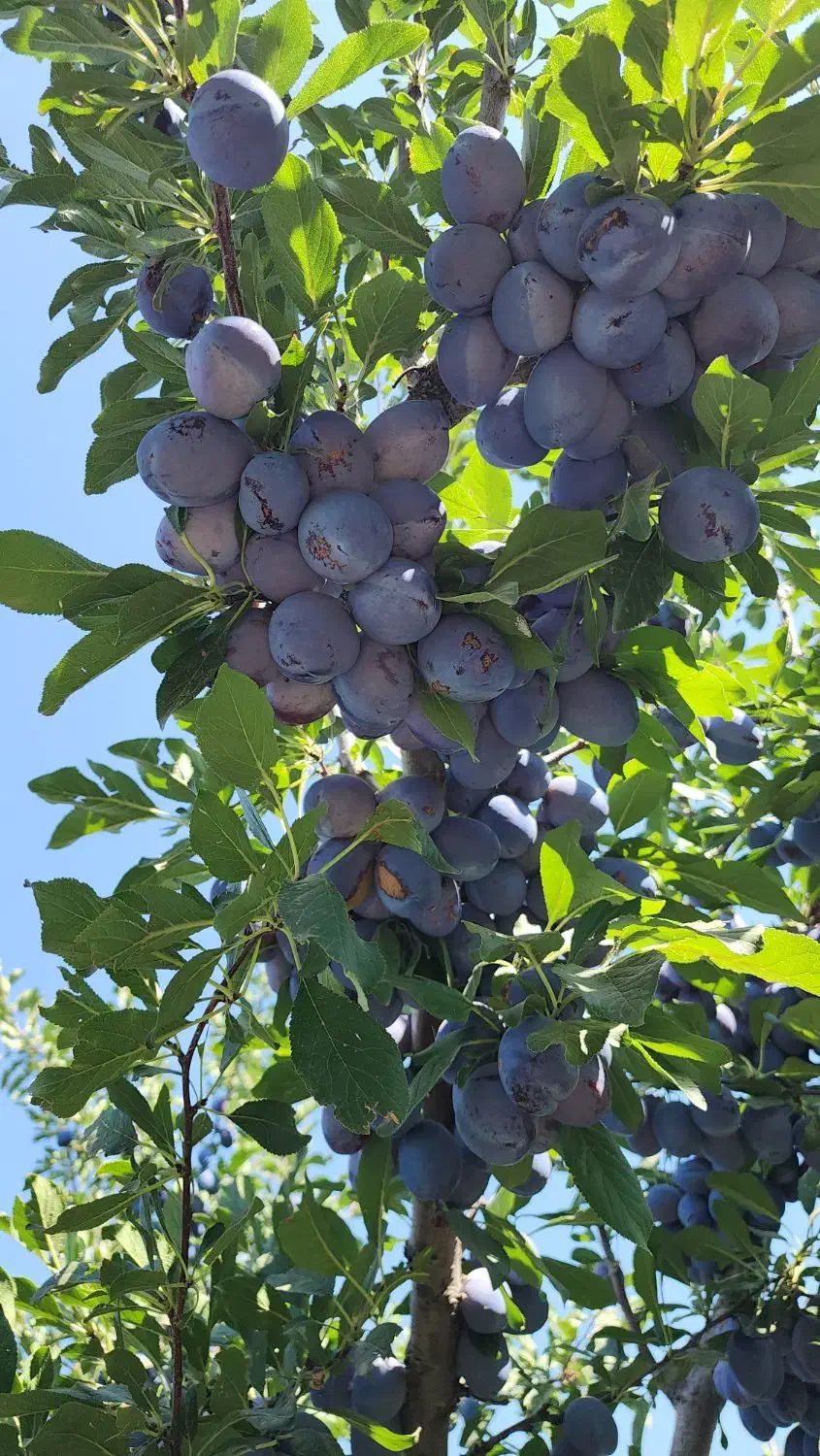 فروش نهال زودبارده|خدمات باغبانی و درختکاری|شیراز, حومه شیراز|دیوار