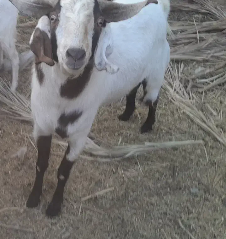 فروش فوری نری|حیوانات مزرعه|گنبکی, |دیوار