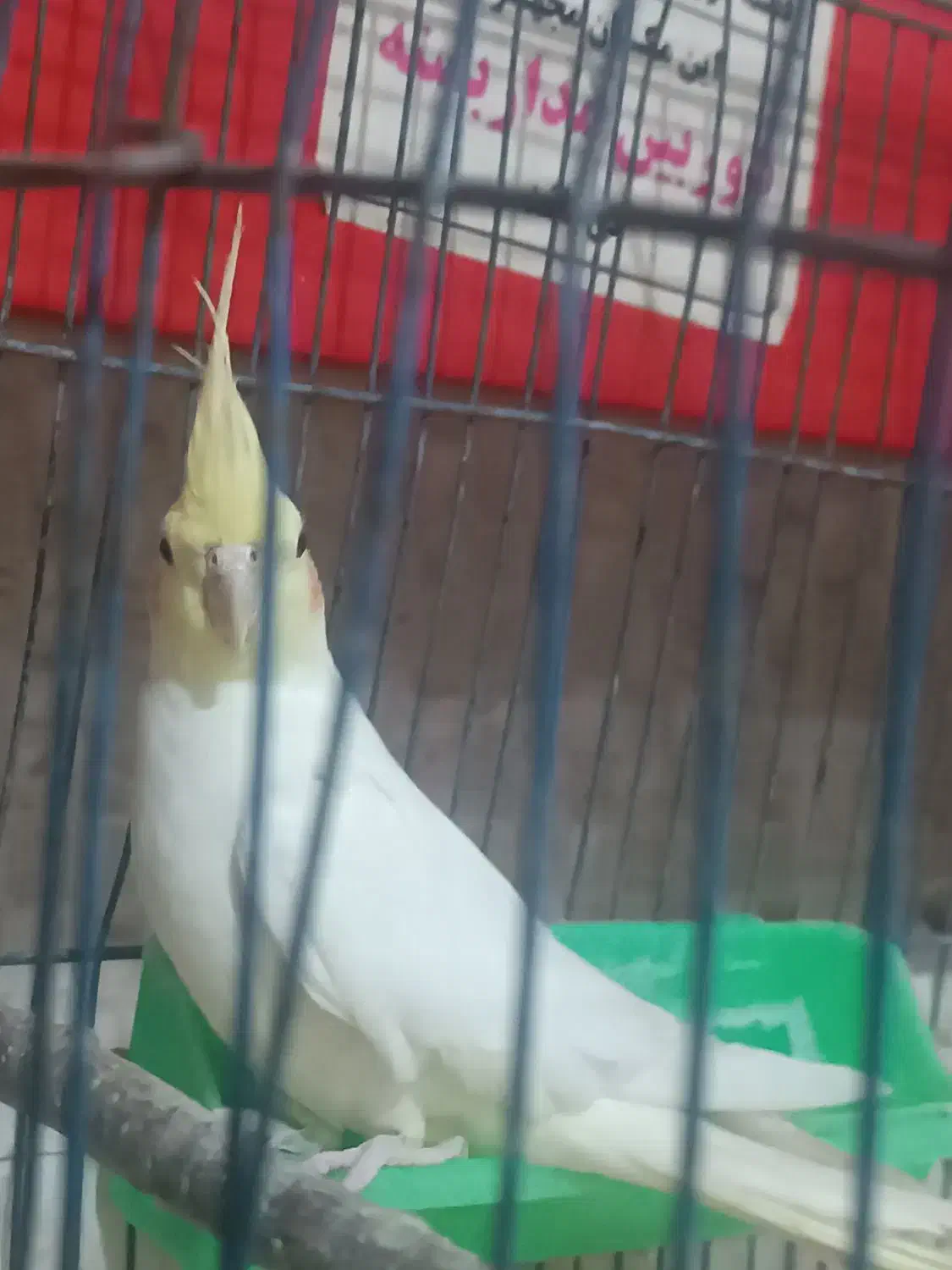 عروس هلندی|پرنده|مشگین شهر, |دیوار