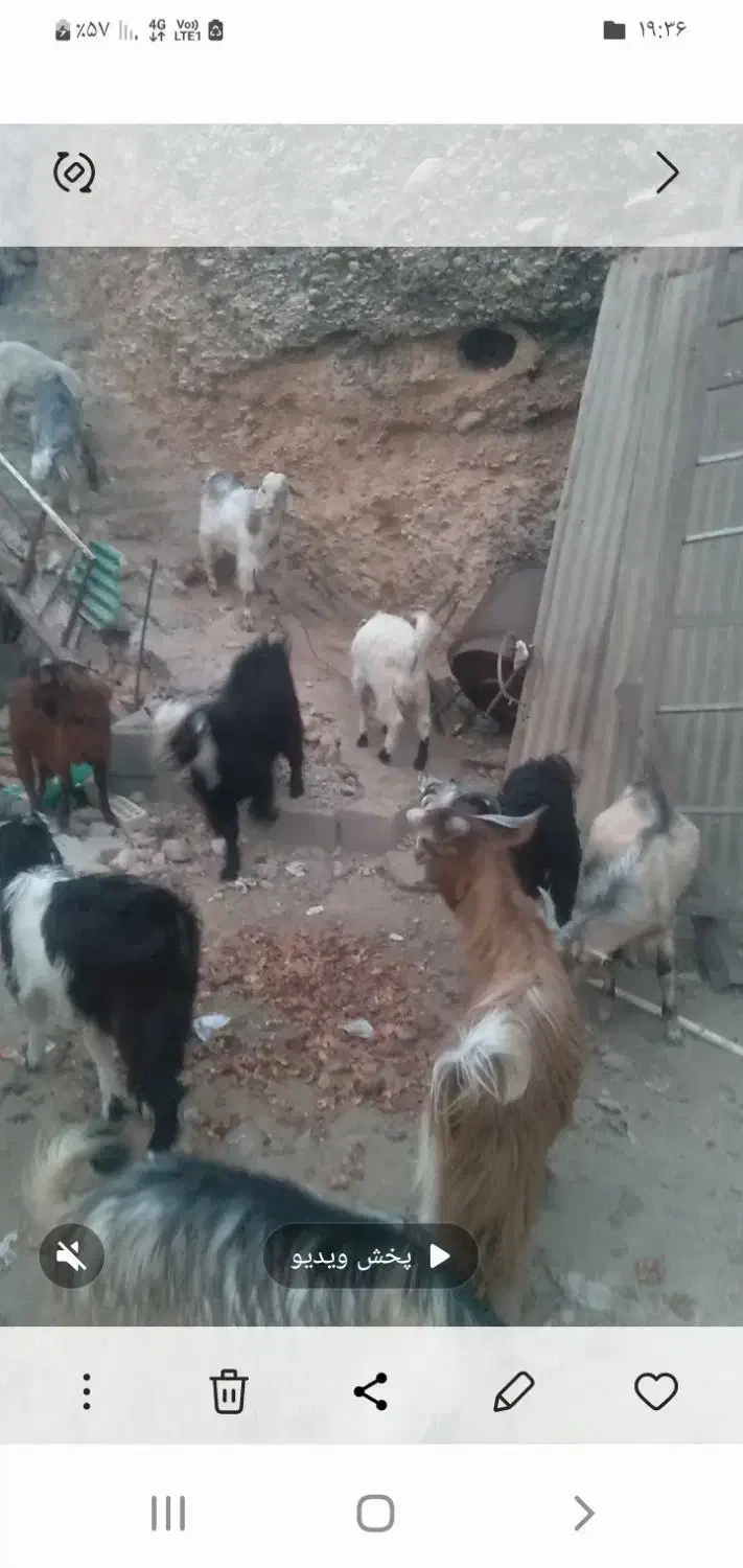 کهره چاق|حیوانات مزرعه|باغ ملک, |دیوار