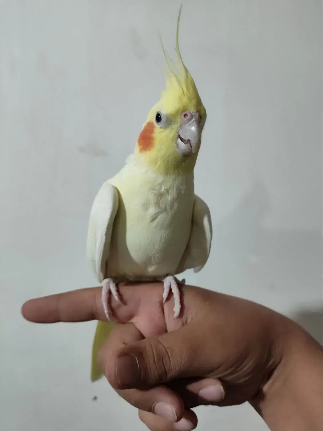 یک جفت عروس هلندی سرحال|پرنده|سرولایت, |دیوار