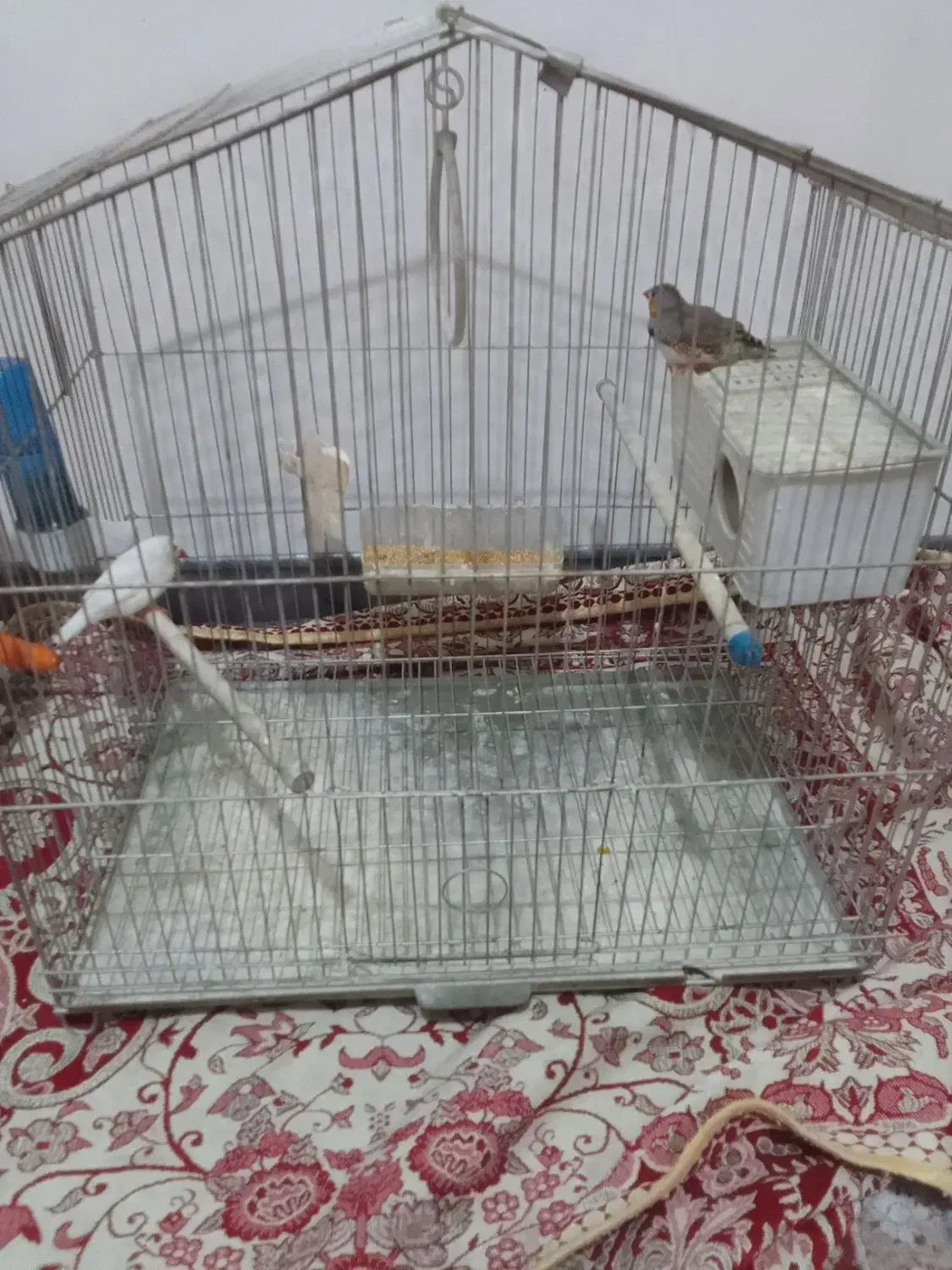 فنچ باقفس|پرنده|ری, سیزده آبان|دیوار