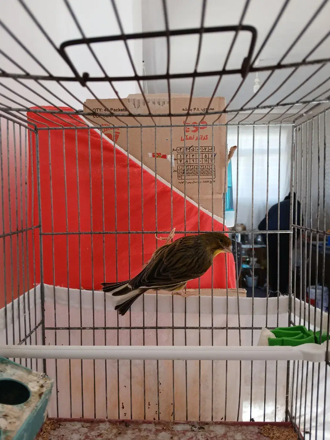 سه عدد قناری قورولتی|پرنده|اردبیل, |دیوار