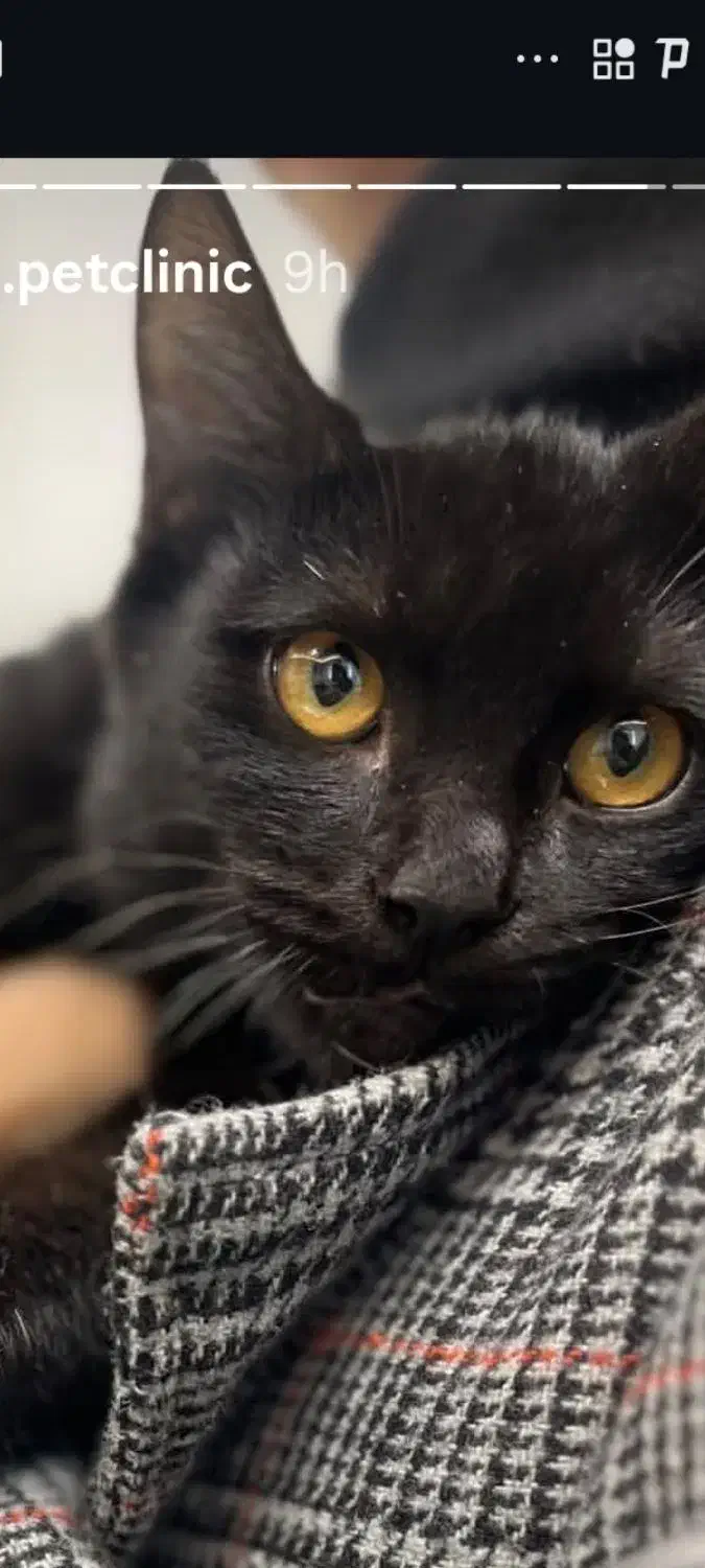 واگذاری گربه رایگان|گربه|گرگان, |دیوار