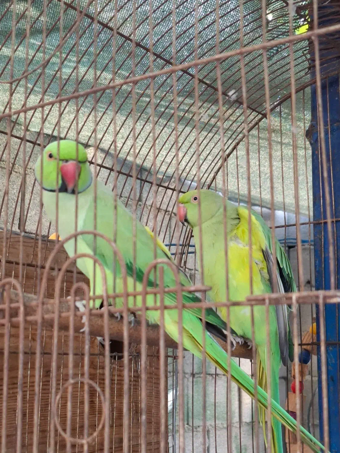 طوطی ملنگوجفت مولدضمانتی تخم وجوجه‌|پرنده|چابهار, |دیوار