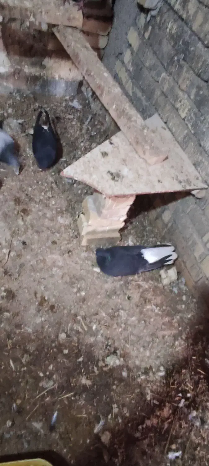 دمسفید در حمیدیه|پرنده|سوسنگرد, |دیوار