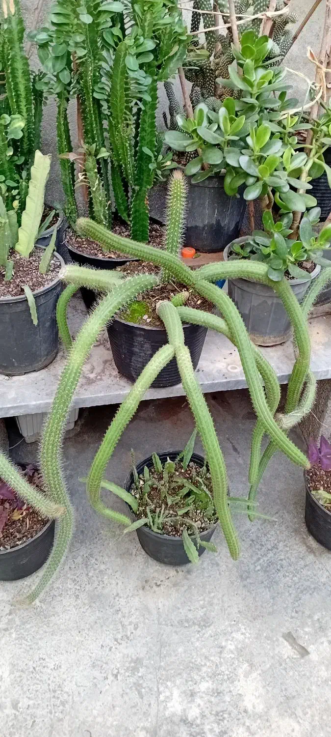 گل مار بسیار بزرگ وزیبا و انواع گلهای دیگر|گل و گیاه طبیعی|رشت, تازه آباد|دیوار