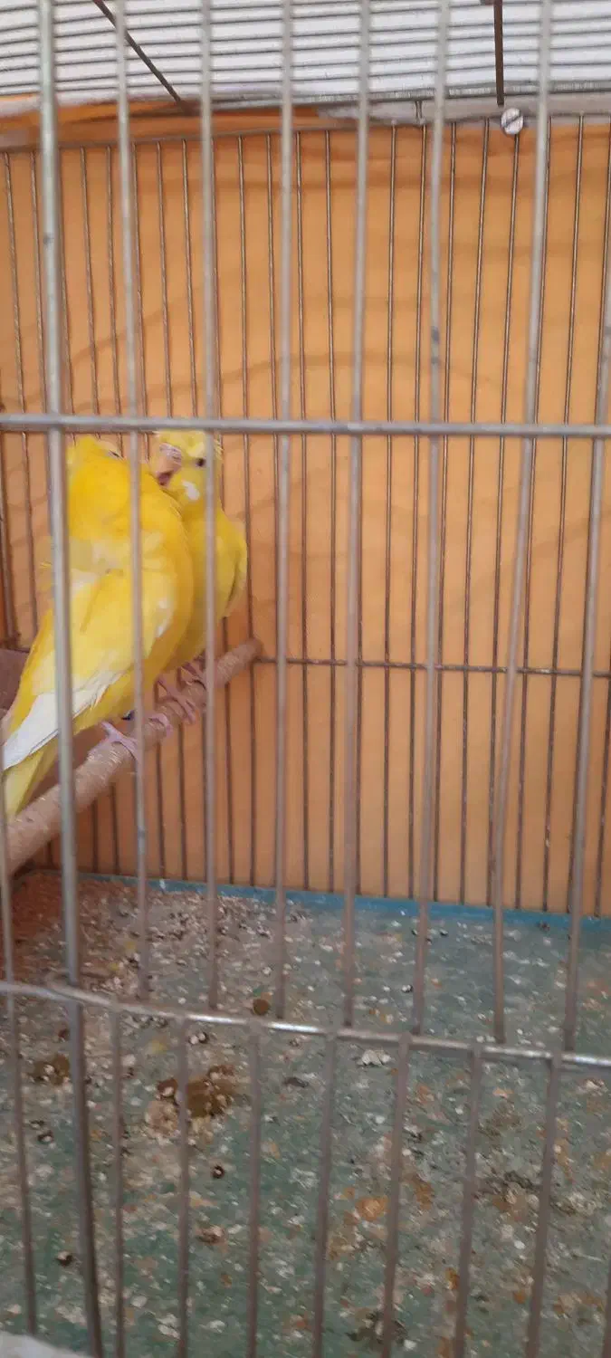 مرغ عشق پروانه ای|پرنده|فولادشهر, مسکن مهر فولادشهر|دیوار