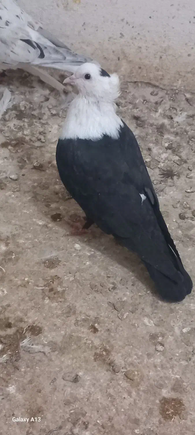 ماده کلاغ کاکلی|پرنده|تربت‌حیدریه, آسایش|دیوار