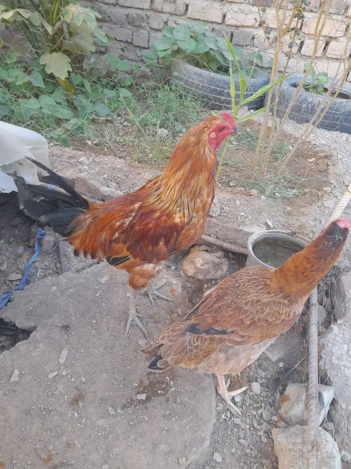 مرغ وخروس|حیوانات مزرعه|خاش, |دیوار