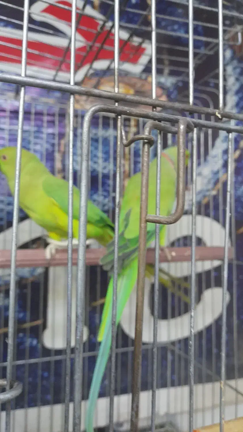 طوطی|پرنده|قرچک, مهدیه|دیوار