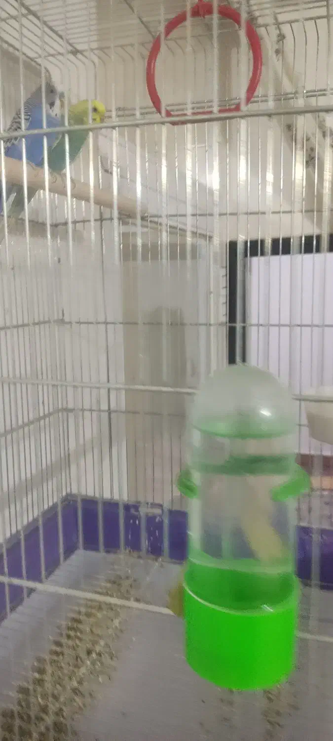 فروش مرغ عشق نروماده|پرنده|شاهین‌شهر, گرگاب|دیوار