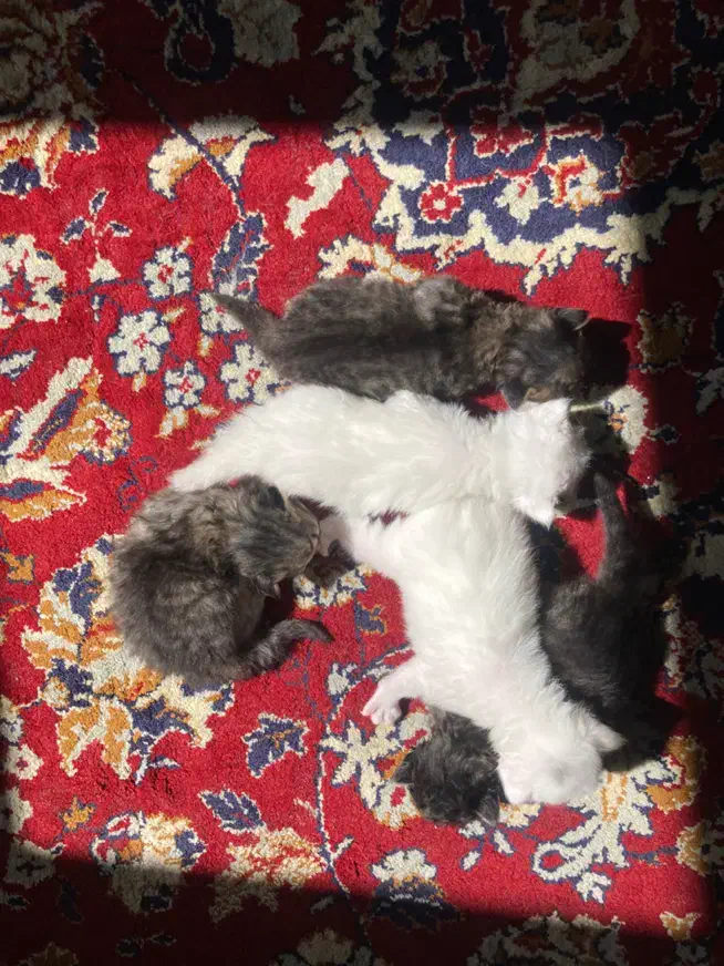 واگذاری بچه گربه|گربه|زنجان, |دیوار