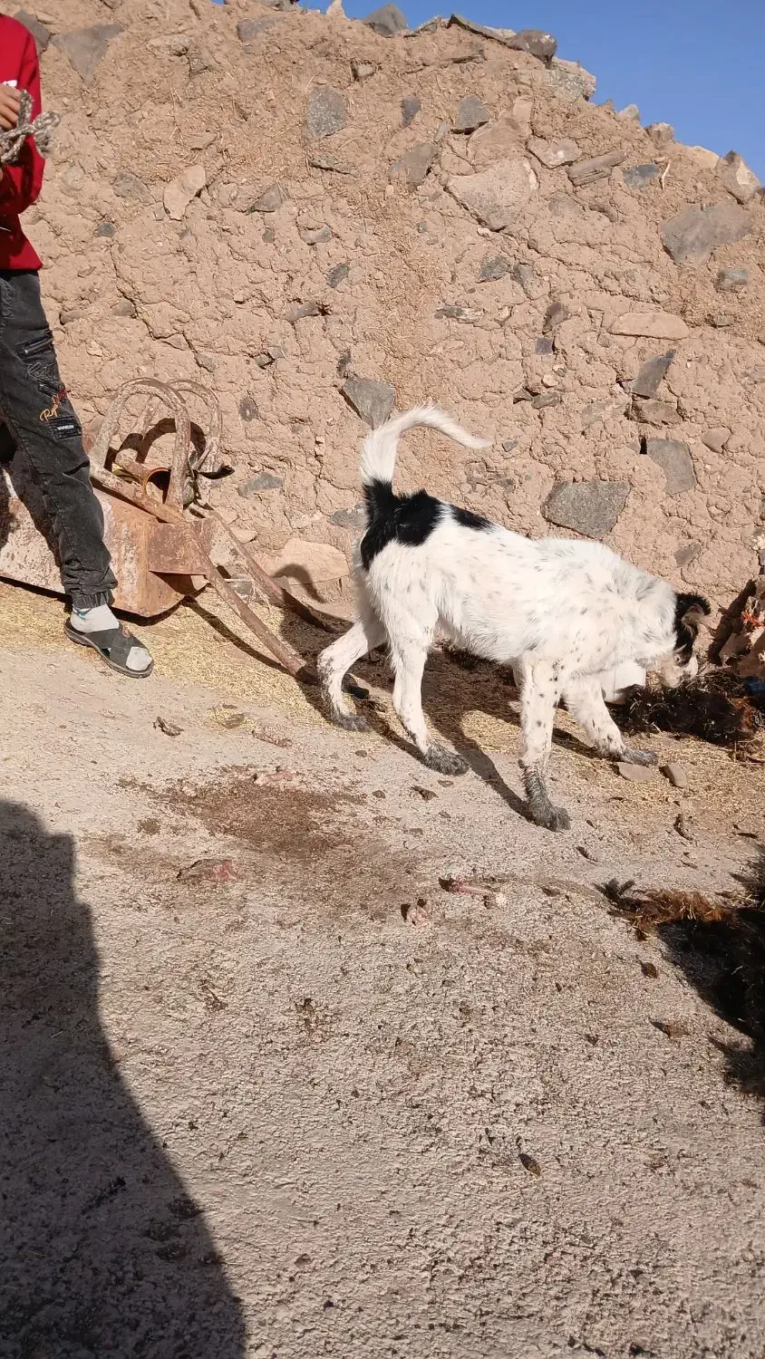 تولهسگ|سگ|زنجان, |دیوار