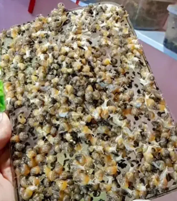 حلزون البینو و اچاتینا|خزنده|شیراز, بریجستون|دیوار