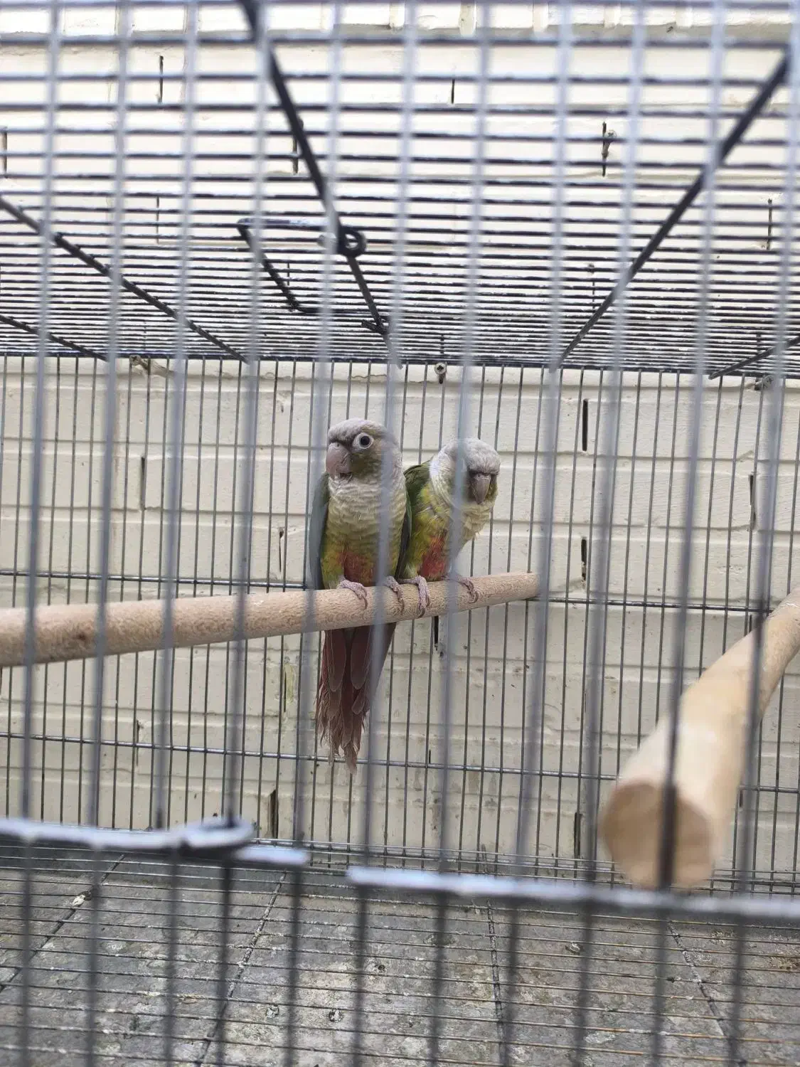 دو جفت طوطی گیرینچیک|پرنده|شاهین‌شهر, فدک|دیوار